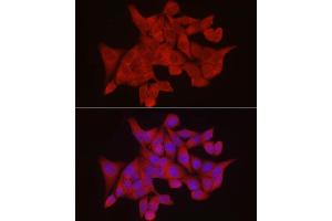 Immunofluorescence (IF) image for anti-Exostosin 1 (EXT1) (AA 467-746) antibody (ABIN3022737)