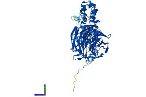 Protein Structure (PS) image for Kelch-Like 12 (Drosophila) (KLHL12) (AA 1-568) protein (His tag) (ABIN7554291)