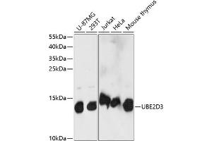 Western blot analysis of extracts of various cell lines, using UBE2D3 antibody (ABIN7271175) at 1:1000 dilution. (UBE2D3 抗体  (AA 1-100))