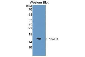 Western Blotting (WB) image for anti-Fatty Acid Binding Protein 1, Liver (FABP1) (AA 1-127) antibody (ABIN1862467) (FABP1 抗体  (AA 1-127))