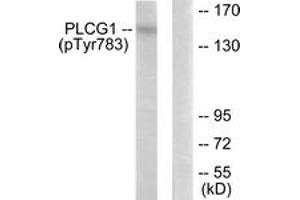 Western blot analysis of extracts from COS7 cells treated with EGF 200ng/ml 30', using PLCG1 (Phospho-Tyr783) Antibody. (Phospholipase C gamma 1 抗体  (pTyr783))