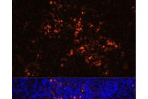 Immunofluorescence analysis of Rat spleen using CD70 Polyclonal Antibody at dilution of 1:100 (40x lens). (CD70 抗体)