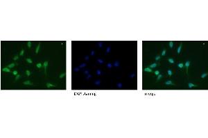 CD107a / LAMP1 Antibody Cat. (LAMP1 抗体)