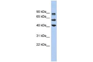 WB Suggested Anti-KLF10 Antibody Titration:  0. (KLF10/TIEG1 抗体  (Middle Region))
