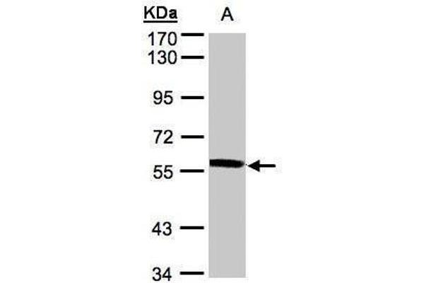 XPNPEP3 anticorps