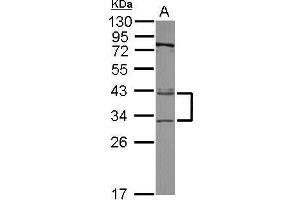 WB Image Sample (30 ug of whole cell lysate) A: A549 12% SDS PAGE antibody diluted at 1:3000 (XPA 抗体  (Center))
