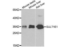 Western blot analysis of extracts of various cell lines, using SULT1E1 antibody. (SULT1E1 抗体)