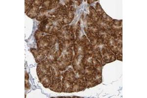 Immunohistochemical staining of human pancreas with GCS1 polyclonal antibody  shows strong cytoplasmic positivity in exocrine glandular cells.