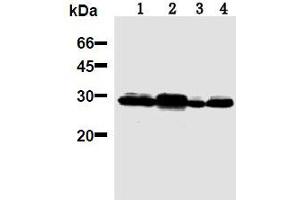 Western Blotting (WB) image for anti-14-3-3 Pan antibody (ABIN1105134) (14-3-3 Pan 抗体)
