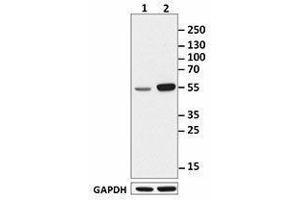 Western Blotting (WB) image for anti-c-Fos (c-Fos) antibody (ABIN2666051) (c-FOS 抗体)