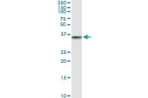 Immunoprecipitation of MLF1 transfected lysate using anti-MLF1 MaxPab rabbit polyclonal antibody and Protein A Magnetic Bead , and immunoblotted with MLF1 purified MaxPab mouse polyclonal antibody (B01P) . (MLF1 抗体  (AA 1-268))