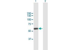Western Blot analysis of TRIM45 expression in transfected 293T cell line by TRIM45 MaxPab polyclonal antibody. (TRIM45 抗体  (AA 1-562))
