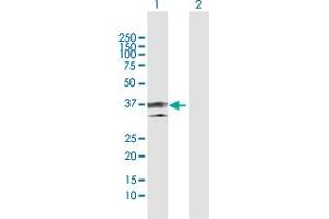 Western Blot analysis of ANXA1 expression in transfected 293T cell line by ANXA1 MaxPab polyclonal antibody. (Annexin a1 抗体  (AA 1-346))