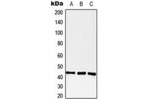 Western blot analysis of GPR182 expression in A549 (A), Raw264. (G Protein-Coupled Receptor 182 抗体  (Center))
