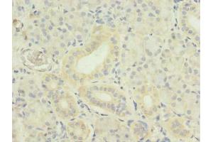 Immunohistochemistry of paraffin-embedded human pancreatic tissue using ABIN7173795 at dilution of 1:100 (TWEAK 抗体  (AA 43-149))