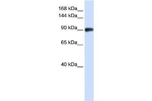 WB Suggested Anti-RAD54B Antibody Titration:  0. (RAD54B 抗体  (N-Term))