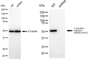 Western blotting analysis using G-rich RNA sequence binding factor 1 antibody (ABIN7798678). (Recombinant GRSF1 抗体)