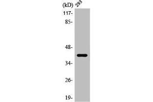 Western Blot analysis of HuvEc cells using PRPF18 Polyclonal Antibody (PRPF18 抗体  (Internal Region))