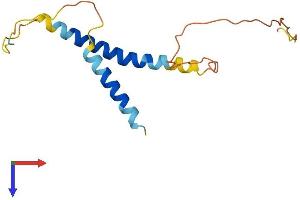 KCNE1-Like (KCNE1L) (AA 1-142) protein (His tag)