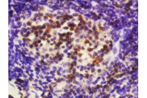Formalin-fixed and paraffin embedded mouse spleen labeled with Anti-EDG6 Polyclonal Antibody, Unconjugated  at 1:200 followed by conjugation to the secondary antibody and DAB staining. (S1PR4 抗体  (AA 301-384))