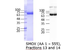 Western Blotting (WB) image for Spermine Oxidase (SMOX) (AA 1-555) protein (Strep Tag) (ABIN3077180) (SMOX Protein (AA 1-555) (Strep Tag))