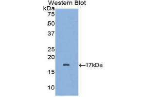 Western Blotting (WB) image for anti-Lactalbumin, alpha- (LALBA) (AA 24-141) antibody (ABIN1857956) (LALBA 抗体  (AA 24-141))