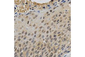Immunohistochemistry (IHC) image for anti-Mitogen-Activated Protein Kinase 10 (MAPK10) (AA 175-464) antibody (ABIN3022948) (MAPK10 抗体  (AA 175-464))