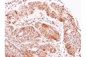 Immunohistochemistry (IHC) image for anti-Acetylcholinesterase (AChE) (C-Term) antibody (ABIN2855111)