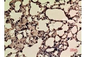 Immunohistochemical analysis of paraffin-embedded rat-lung, antibody was diluted at 1:100.