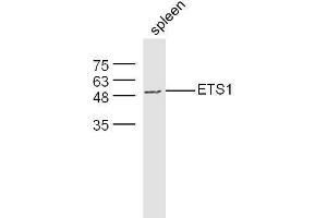 Mouse spleen lysates probed with Rabbit Anti-ETS1 Polyclonal Antibody, Unconjugated  at 1:500 for 90 min at 37˚C. (ETS1 抗体  (AA 321-441))