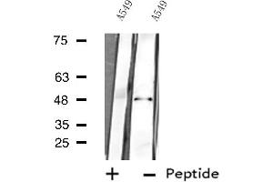 Western blot analysis of extracts from A549 cells using MAPK9 antibody. (JNK2 抗体  (N-Term))
