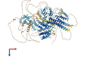 MAP3K4 Protein (AA 1-1608) (His tag)