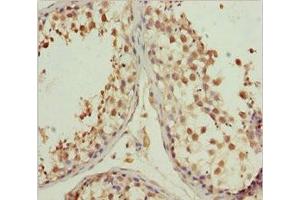 Immunohistochemistry of paraffin-embedded human testis tissue using ABIN7157772 at dilution of 1:100 (L2HGDH 抗体  (AA 1-220))