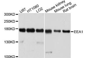 Western blot analysis of extracts of various cell lines, using EEA1 antibody (ABIN4903538) at 1:1000 dilution. (EEA1 抗体)