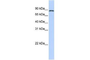 CPEB4 antibody used at 1 ug/ml to detect target protein. (CPEB4 抗体  (N-Term))
