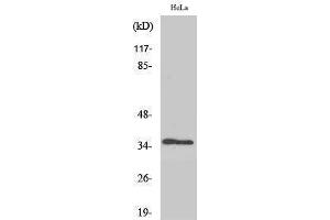 Western Blotting (WB) image for anti-Methionine Adenosyltransferase I, alpha (MAT1A) (Internal Region) antibody (ABIN3185475) (MAT1A 抗体  (Internal Region))