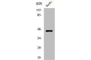 Western Blot analysis of HuvEc cells using BRS-3 Polyclonal Antibody (BRS3 抗体  (Internal Region))