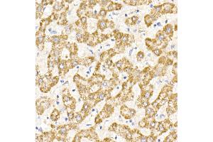 Immunohistochemistry of paraffin-embedded human liver using MDH2 Rabbit mAb (ABIN7268381) at dilution of 1:25 (40x lens). (MDH2 抗体)