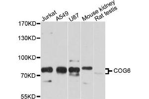 Western blot analysis of extract of various cells, using COG6 antibody. (COG6 抗体)