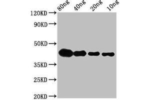 Western Blot Positive WB detected in Recombinant protein All lanes: lta antibody at 2. (LTA 抗体  (AA 116-203))