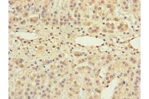 Immunohistochemistry of paraffin-embedded human adrenal gland tissue using ABIN7154562 at dilution of 1:100 (GRPEL1 抗体  (AA 1-217))