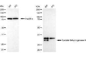 Western blotting analysis using lactate dehydrogenase A antibody (ABIN7799224).