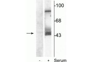 Western Blot of NIH 3T3 cell lysates showing specific immunolabeling of the ~45 kDa MEK 1/2 protein phosphorylated at Ser218 and Ser222. (MEK1/2 抗体  (pSer218, pSer222))