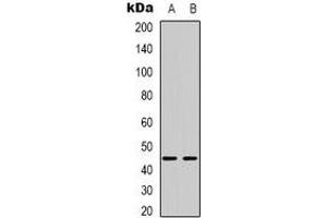 Western blot analysis of BTBD6 expression in HepG2 (A), MCF7 (B) whole cell lysates. (BTBD6 抗体)