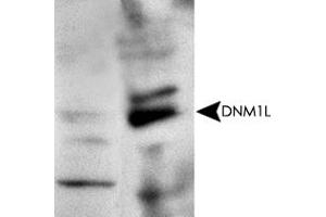 Western blot analysis with DNM1L polyclonal antibody  at 1 : 500x dilution. (Dynamin 1-Like 抗体  (AA 500-600))