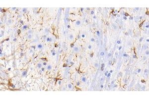 Detection of GFAP in Mouse Spinal cord Tissue using Monoclonal Antibody to Glial Fibrillary Acidic Protein (GFAP) (GFAP 抗体  (AA 70-374))
