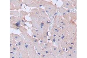Immunohistochemistry (IHC) image for anti-ATP Synthase, H+ Transporting, Mitochondrial F0 Complex, Subunit F6 (ATP5J) (AA 1-108) antibody (ABIN1867192)
