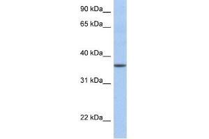 WB Suggested Anti-LFNG Antibody Titration:  0. (LFNG 抗体  (N-Term))