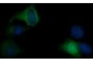 Image no. 1 for anti-RAS P21 Protein Activator (GTPase Activating Protein) 1 (RASA1) antibody (ABIN1500606) (RASA1 抗体)