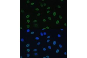 Immunofluorescence (IF) image for anti-General Transcription Factor IIE, Polypeptide 1, alpha 56kDa (GTF2E1) (AA 230-439) antibody (ABIN7267371)